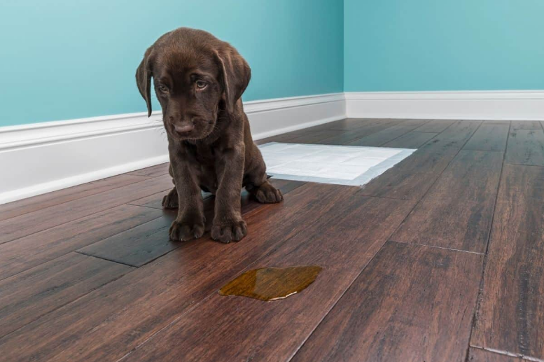 How to Remove Pet Urine From Subfloor